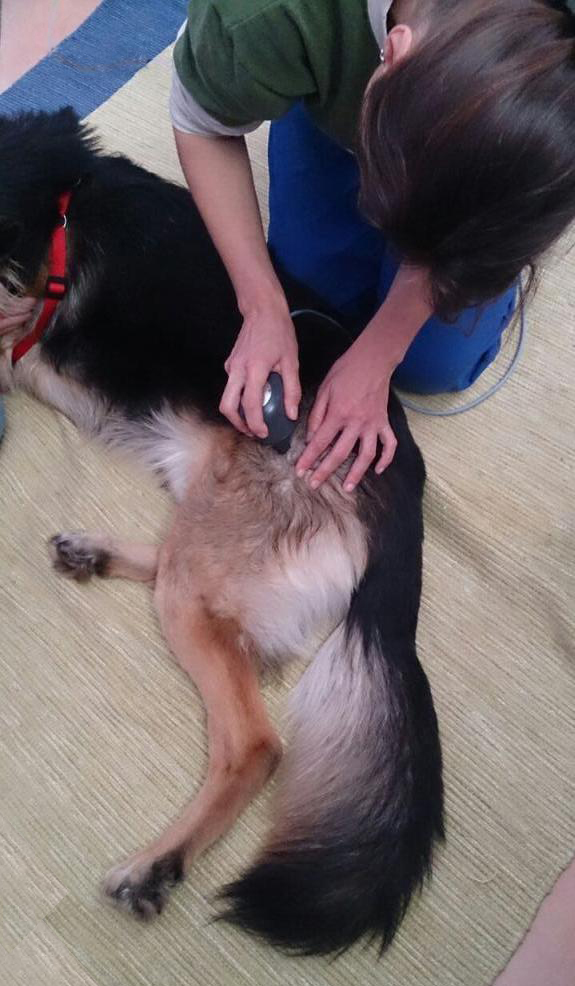 dog ultrasound therapy