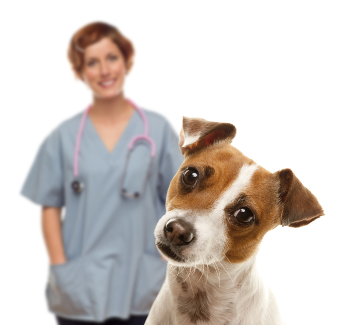 ultrasound therapy for dogs